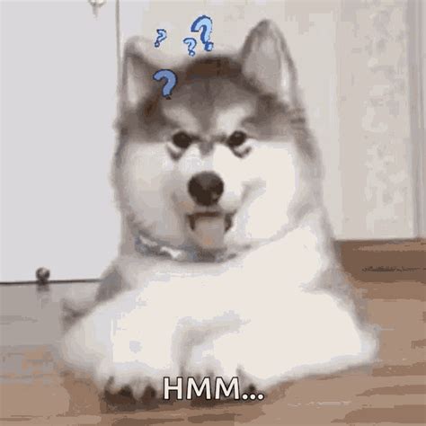 Confused Huh GIF - Confused Huh What - Discover & Share GIFs