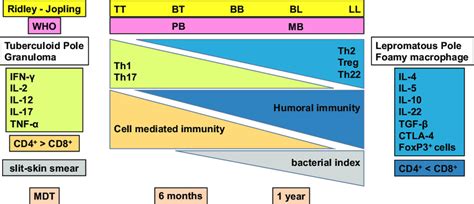 Classification of leprosy on the Ridley-Jopling scale based on ...