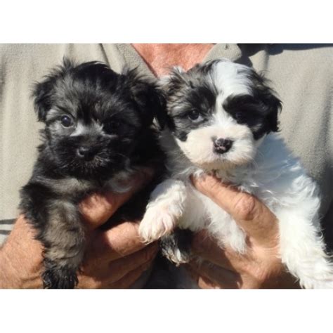 Lowchen Puppies For Sale - Paceaway