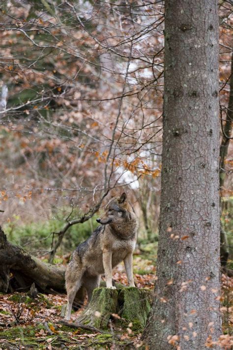 Bavarian Forest National Park | Bavarian forest, National parks, Bald eagle