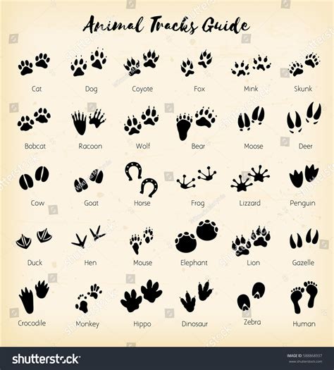 Animal Tracks Foot Print Guide Vector Stock Vector (Royalty Free) 588868937