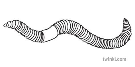 Earthworm Minibeast KS1 Black and White RGB Illustration - Twinkl