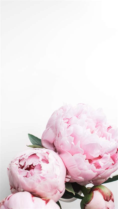 Peony Wallpapers - Top Free Peony Backgrounds - WallpaperAccess | Pink ...