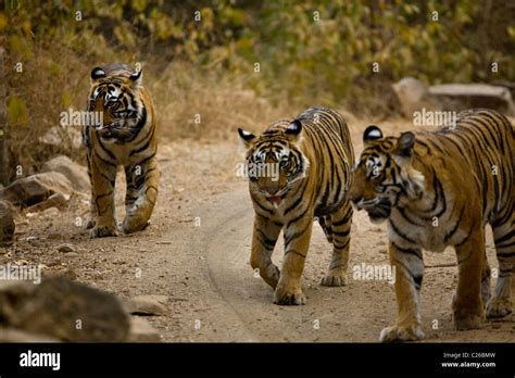 Three tigers walking on the forest tracks of Ranthambore tiger Stock ...