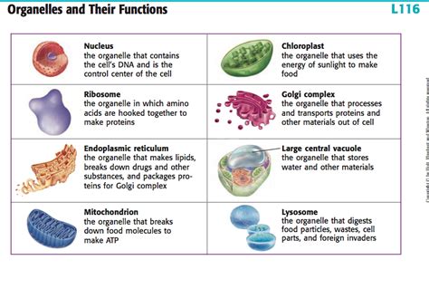 Animal Cell Organelles And Their Functions - Escons