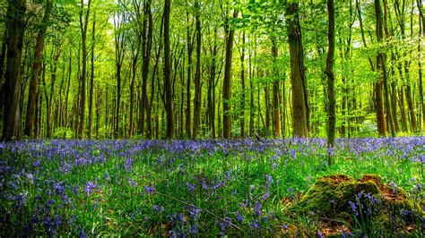 forest, Tree, Landscape, Nature Wallpapers HD / Desktop and Mobile Backgrounds