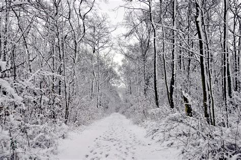 Free Images : tree, branch, snow, black and white, frost, weather ...