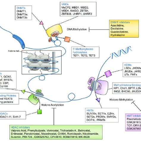 Epigenetic regulation of DNA methylation, histone acetylation, and ...