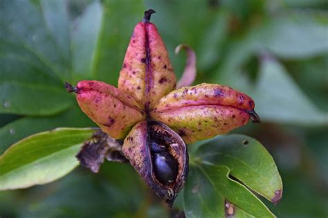 Southern Peony: 2016 First Intersectional Peony Seeds!