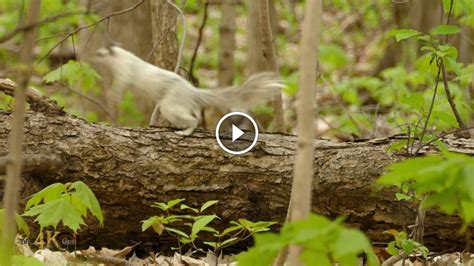 Rare albino white squirrel spotted in the wild in Canadian urban park