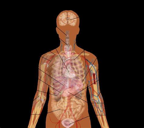 Location Of Human Body Organs | MedicineBTG.com