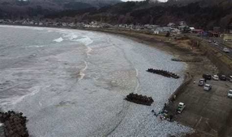 Thousands of tons of dead fish wash ashore in Japan - English - www.abdpost.com Amerika'dan Haberler