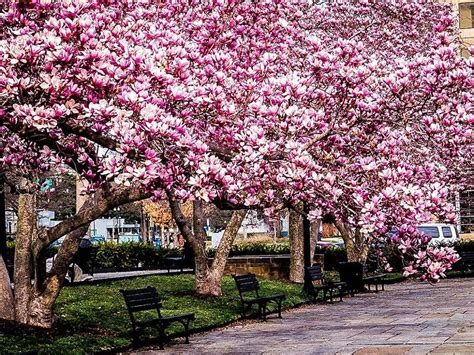 Jane Magnolia Trees For Sale - Buy Jane Magnolias | The Tree Center