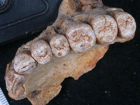 Fossil Jaw Bone from Israel is Oldest Modern Human Found Outside Africa