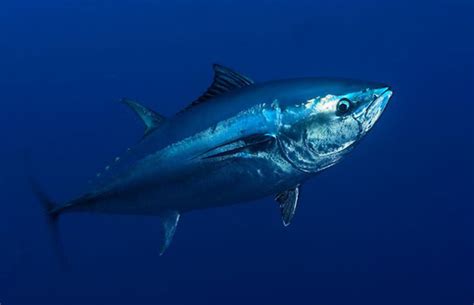 The Hopeful Pacific Bluefin Tuna: A Poem - Maureen C. Berry