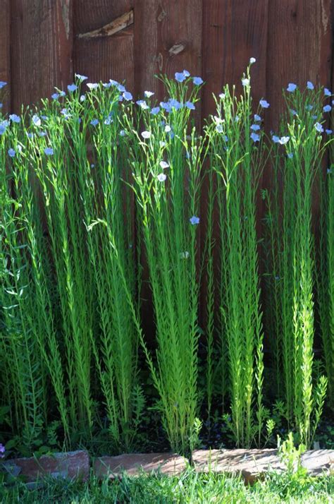 Growing Fibers | Planting flowers, Bible garden, Flax plant