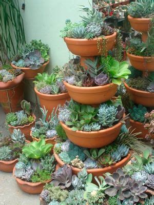 12 maniere om vetplante uit te stal | Succulents, Succulents in containers, Succulents garden