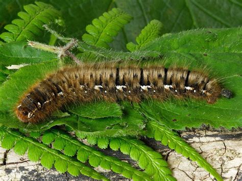 Large Orange Caterpillar Identification - Resenhas de Livros