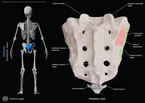 Sacrum | Encyclopedia | Anatomy.app | Learn anatomy | 3D models ...