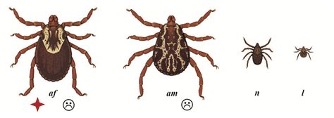 Tick Identification - Ticks