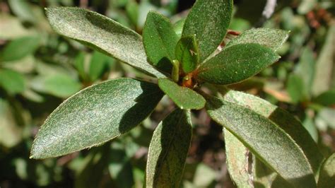 Lace Bugs on Trees and Shrubs | University of Maryland Extension