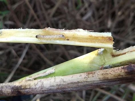 Sugarcane Borer | Pests & Diseases