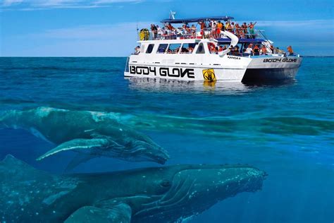 Whale Watch Excursion from the Big Island 2024 - Big Island of Hawaii