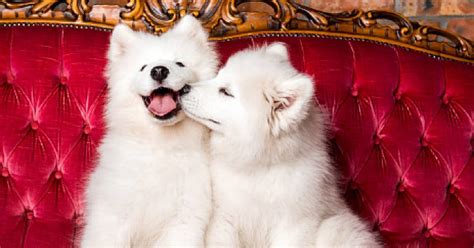 7 Fascinating Reasons Why Dogs Kiss Each Other - DogVills