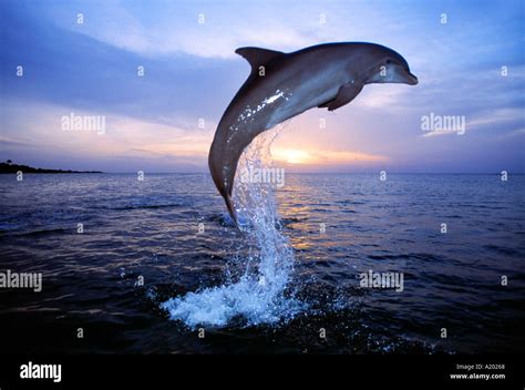 Bottlenose Dolphin Jumping