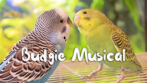 Budgie Musical | Compilation - YouTube