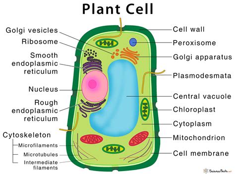 Plant Cell – Structure, Parts, Functions, Types, and Diagram