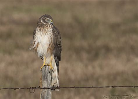 Male Northern Harrier in his first Spring – On The Wing Photography