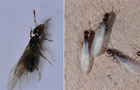 Examples of ant swarmer on left and termite swarmers on right | Building America Solution Center