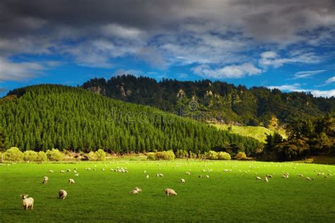 New Zealand Landscape, North Island Stock Photo - Image of island ...