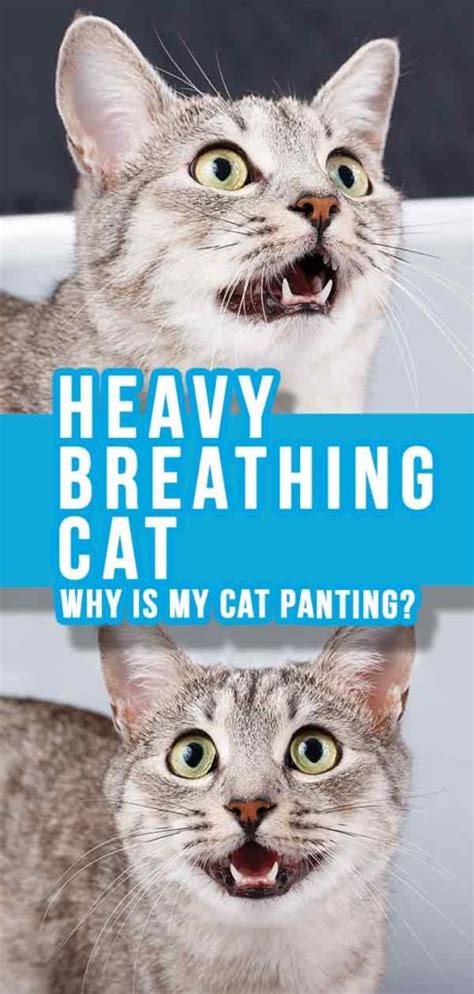 Heavy Breathing Cat - Why Is My Cat Panting or Breathing Fast?