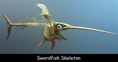 Fun Facts about Swordfish for Kids