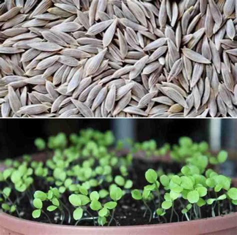 Lettuce Seed Germination, Period, Temperature, Process | Gardening Tips