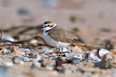 Kentish Plover by Brian Mellow - BirdGuides