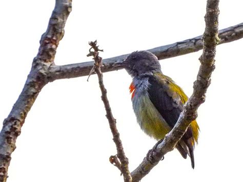 Halmahera Birds | Explore Iso Indonesia