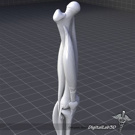 human knee joint anatomy animation 3d model