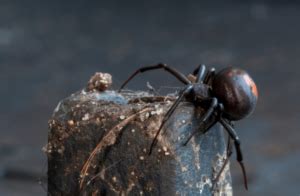 First Aid Treatment For Redback Spider Bite