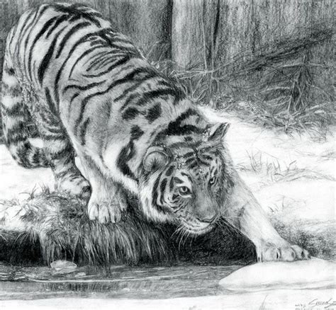 10+ Cool Tiger Drawings for Inspiration - Hative