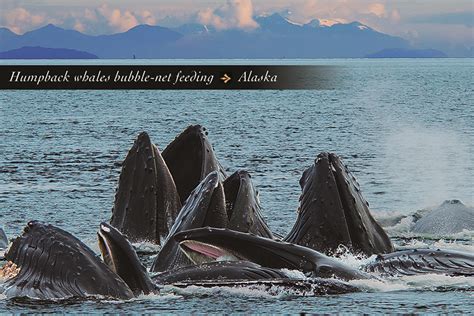 Humpback Whales Bubble-net Feeding – Postcard PC152Mark Kelley | Mark ...