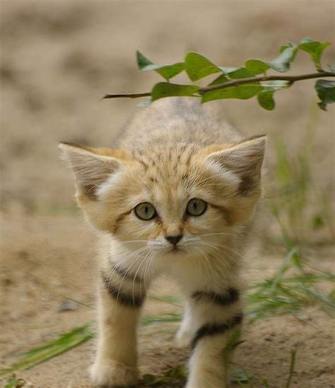 Sand cat – smallest wild cat | DinoAnimals.com | Small wild cats, Cute ...