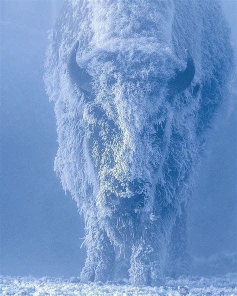 Incredible shot of bison in Yellowstone National Park : pics