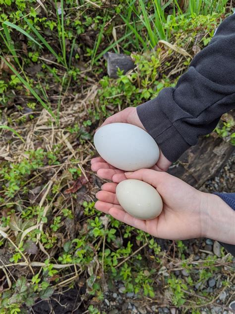 Mallard duck egg vs. Canadian goose egg (they were abandoned before we ...