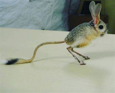 A baby Jerboa : r/aww