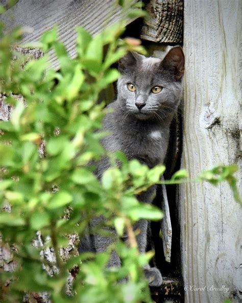 Hiding In Plain Sight Photograph by Carol Bradley | Fine Art America