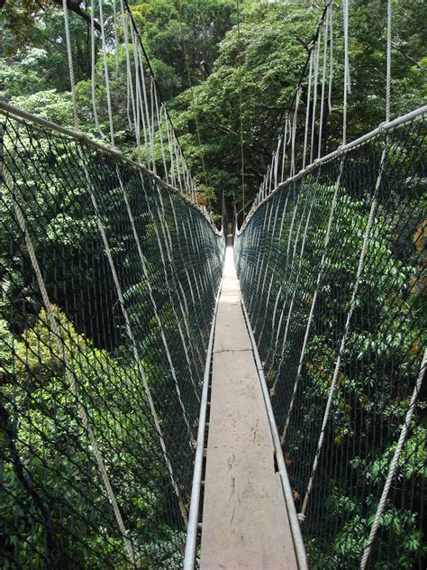 Taman Negara | The Canopy Walkway! Amazing! It's the longest… | Flickr