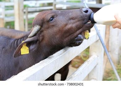 52 Murrah Buffalo Calf Images, Stock Photos, 3D objects, & Vectors | Shutterstock